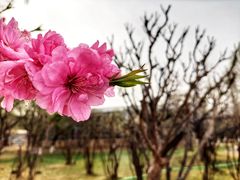 -石家庄市植物园