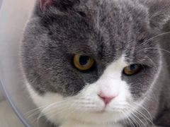 -瑞派康怡24h宠物医院·犬猫医疗中心·微创绝育(瑞景分院)