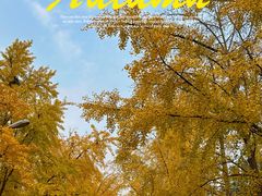 -三里屯东五街银杏大道