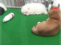 -哈尔滨市宠物交易市场
