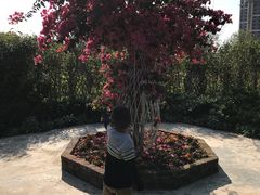 -爱丽丝仙境花海