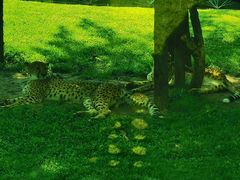 -北京野生动物园