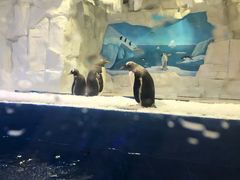 -华夏文旅海洋公园