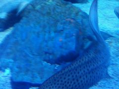 -烟台海昌鲸鲨海洋公园