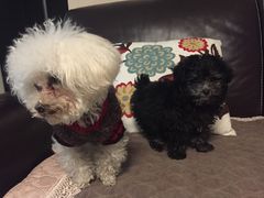 -佳雯宠物医院(四明中路分院)