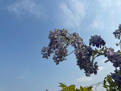 -武汉紫薇都市田园