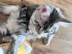 -纳吉亚猫专科动物医院·北北分院