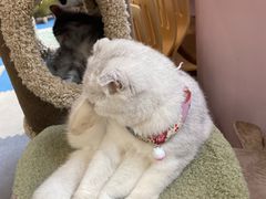 -囡的喵喵酱·萌宠生活馆·宠物洗护美容(胶州路店)