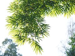 -成都杜甫草堂博物馆