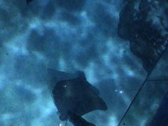 -暹罗海洋世界