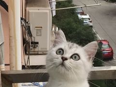 -芭比堂宠物医院·全科爱猫医院·仁德分院