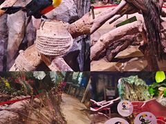 -正佳雨林生态植物园