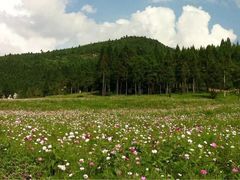 -武陵山森林公园