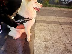 -瑞派宠物医院·24h·骨外科·皮肤科·全科宠物医疗转诊中心(沈阳浑南院)