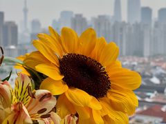 -上海中心大厦