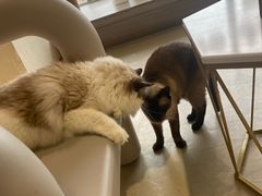 -藏猫猫咖啡主题馆(中央大道店)