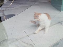 -飞行喵MR PILOT|猫舍·猫咖(静安大融城店)