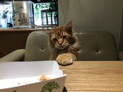 -藏猫猫咖啡主题馆(中央大道店)