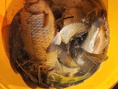 -羊亭河湿地公园