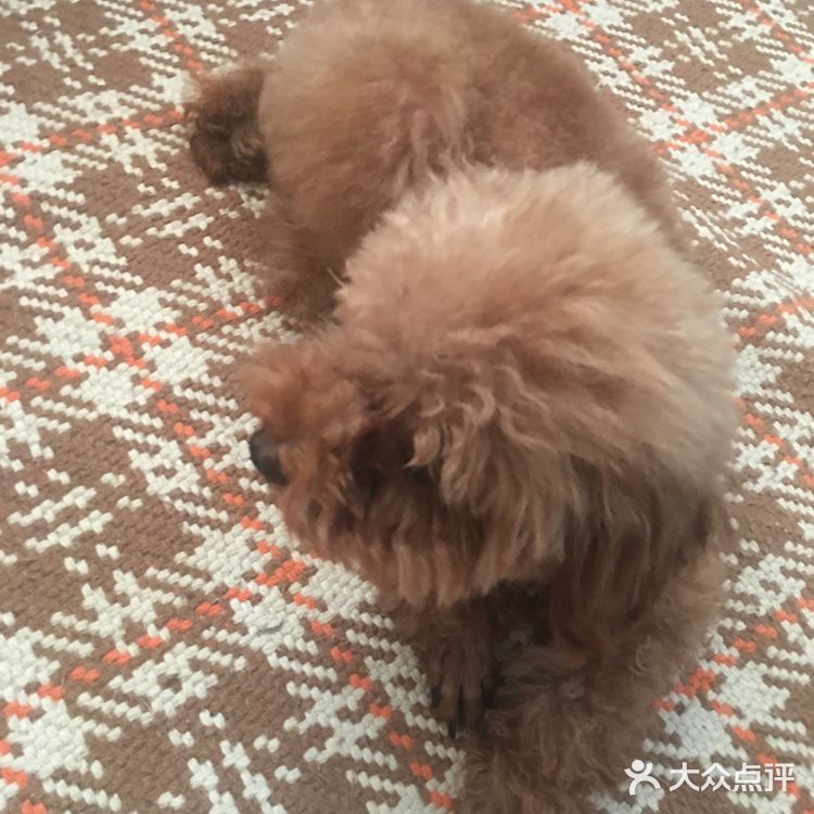 撒欢儿宠物乐园