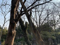 -秋霞圃