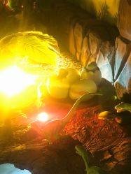 -恐龙探索乐园(磁器口店)