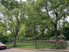 -上海中医药大学附属曙光医院(东部)