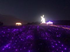 -大塘金香草谷