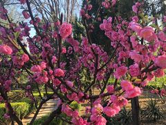 -黄村公园