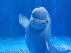 -多彩贵州城极地海洋世界