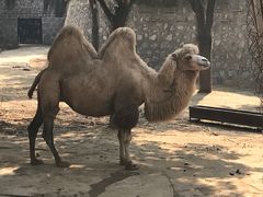 -石家庄市动物园