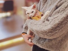 -猫腻·猫咖·撸猫馆(星光大道店)