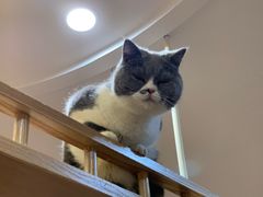 -滚猫咖啡·猫咖·猫友好撸猫(未来城店)