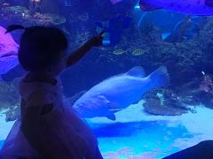 -芜湖新华联大白鲸海洋公园