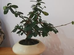 -TAOHUA夲夻咖啡馆