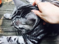 -海边的猫和咖啡馆