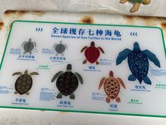 -广东惠东海龟国家级自然保护区
