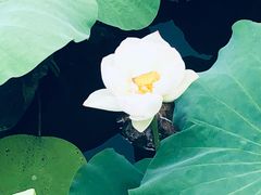 -荷塘月色湿地公园·向阳花洲