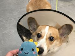 -伟伟宠物医院·CT影像中心·瑞派犬猫综合性门诊(汉口总院)