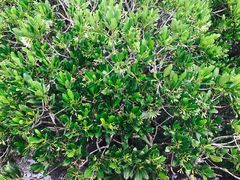 -北海金海湾红树林生态旅游区