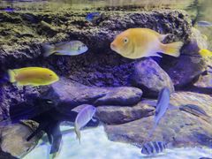 -上海海洋水族馆