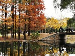 -上海共青森林公园