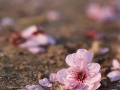 -海棠花溪(元大都城垣遗址公园)