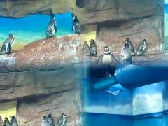 -海合安武汉极地海洋公园