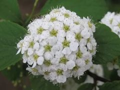 -西部兰花园生态园