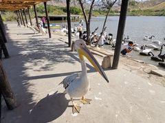 -新疆天山野生动物园