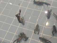 -虾胡闹龙虾馆(湄南河店)