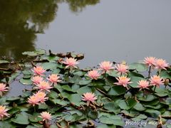 -深圳国际园林花卉博览园