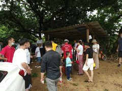 -从化深英荔枝黄皮龙眼采摘园