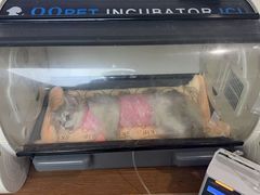 -谐和益家动物医院·免疫绝育·血液透析·宠保定点医院(高新伊藤分院)